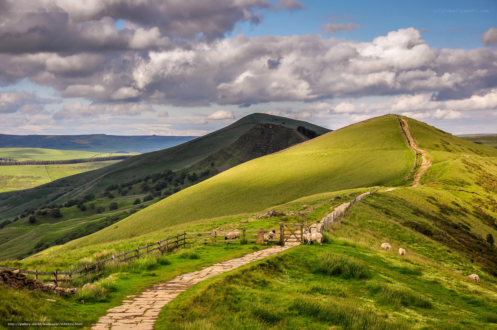 Green hills and sheep