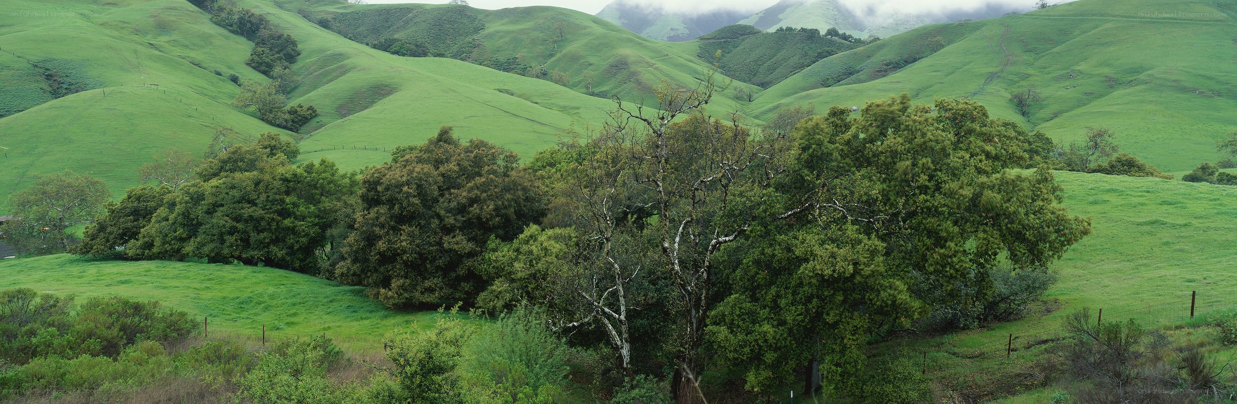 green hills and trees landscape