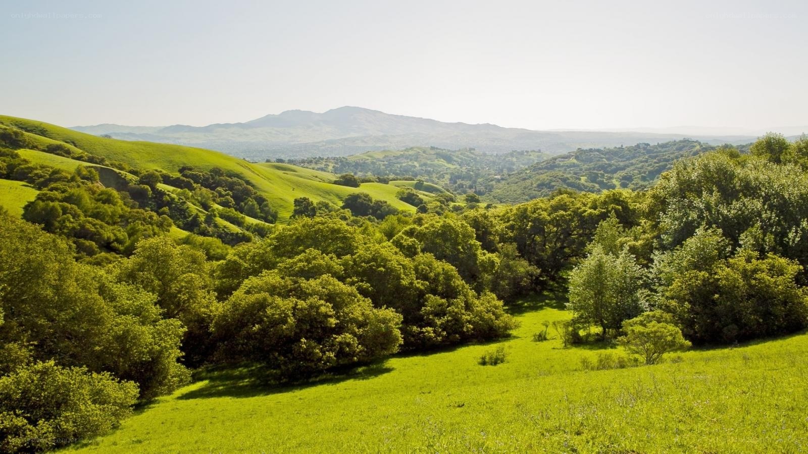 Green hills and trees landscape