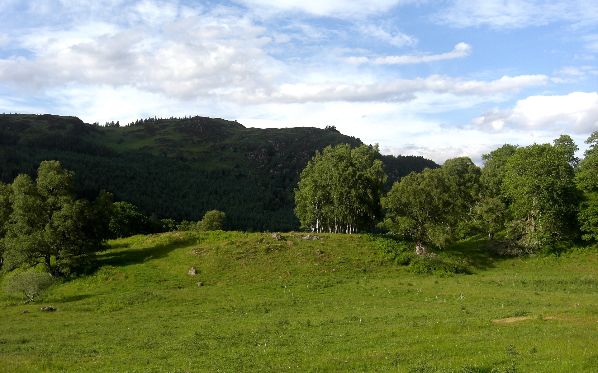 Green hills and trees landscape