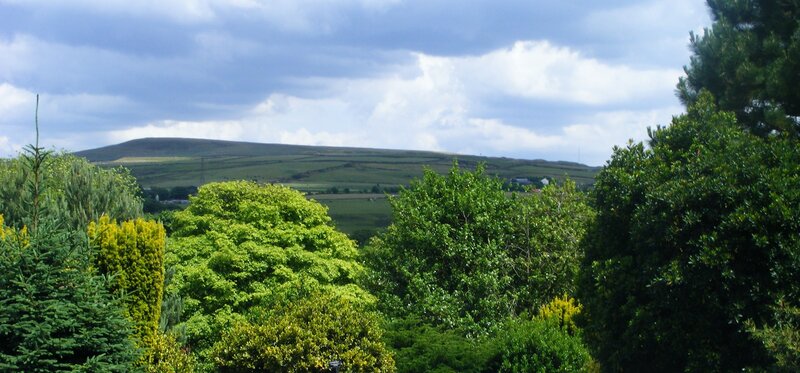 Green Hills and Trees