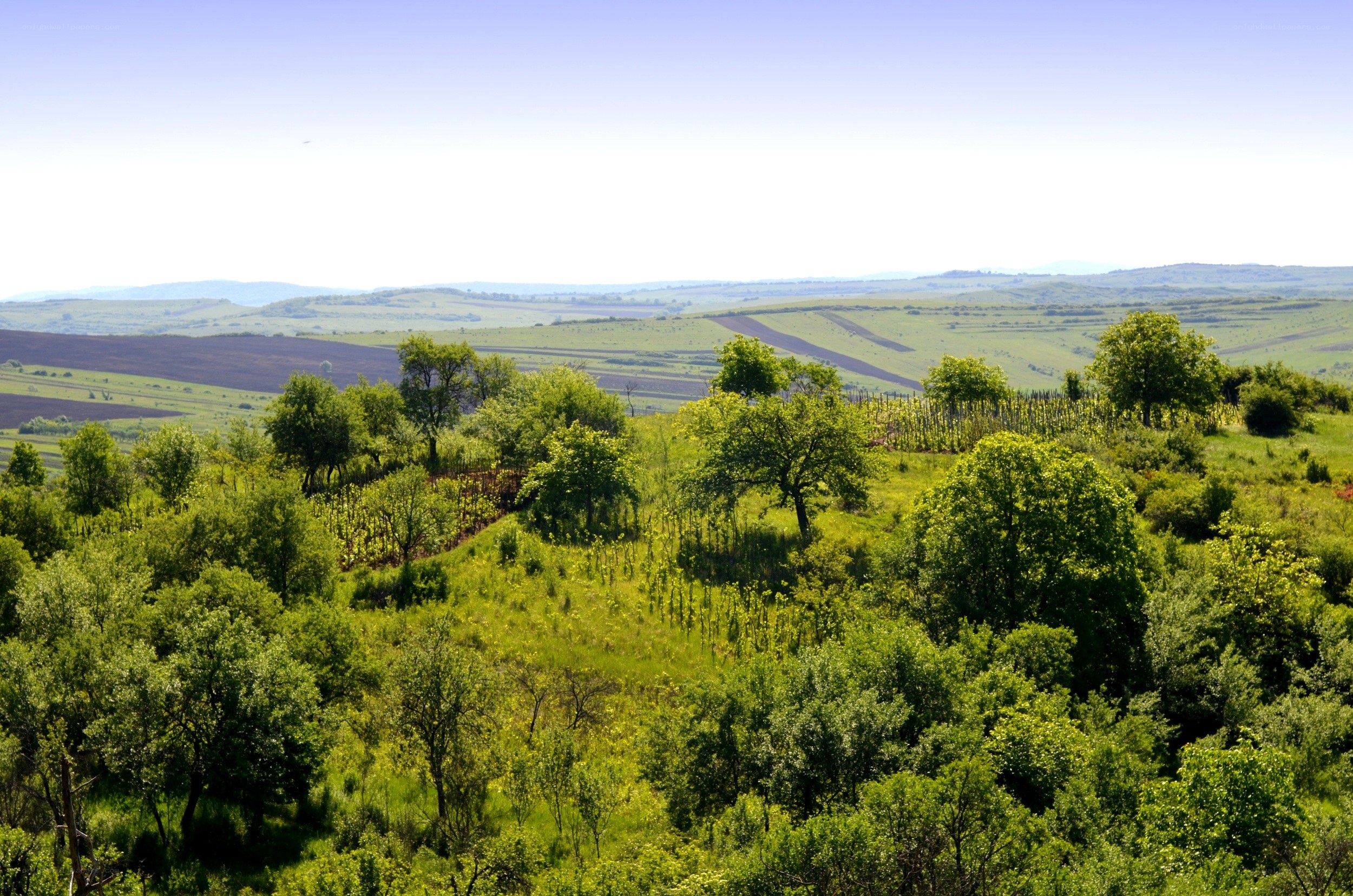 Green hills and vineyards landscape