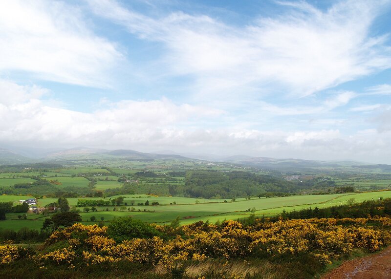 Green hills and yellow flowers