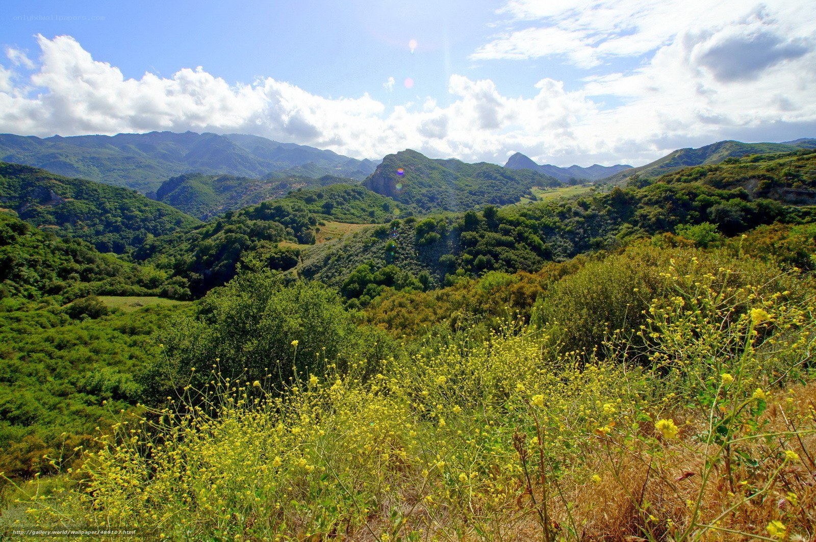 green hills and yellow flowers