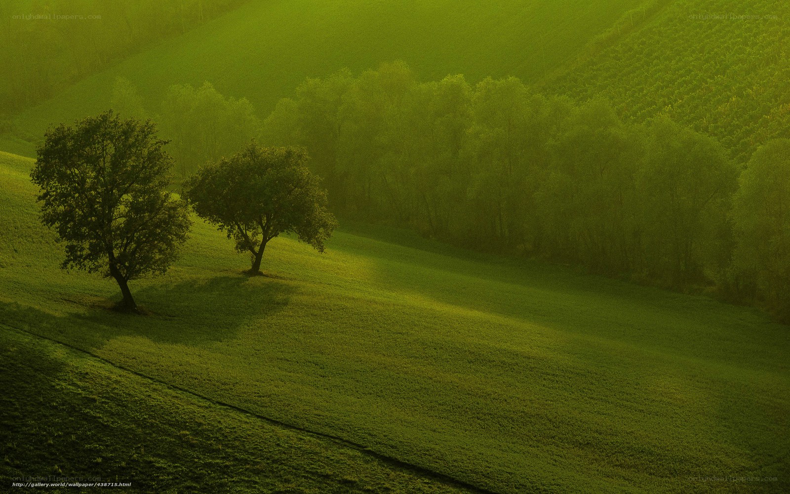 Green hills at sunrise