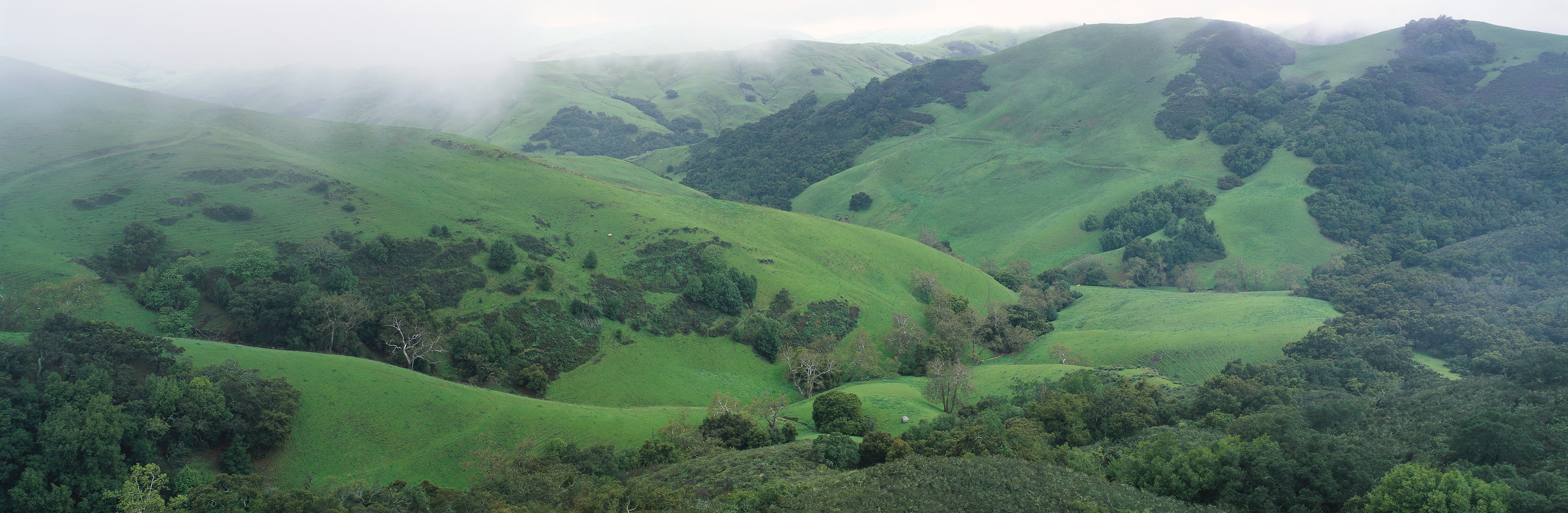 green hills covered in fog