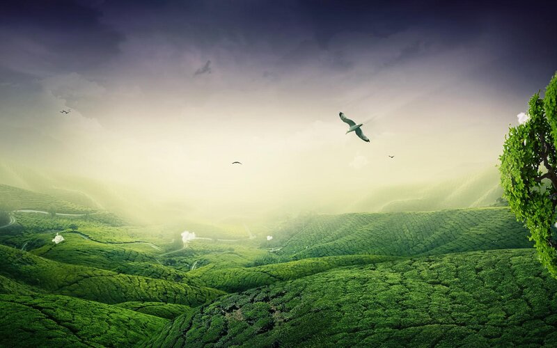 Green Hills with Birds