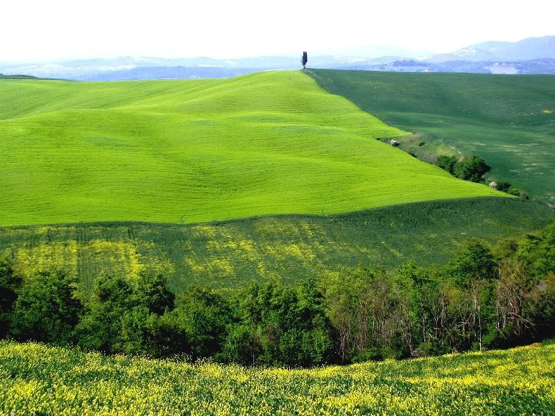 Green Hills with Cypress Tree