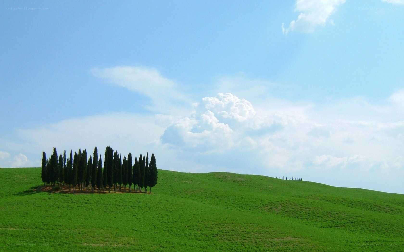 Green hills with cypress trees
