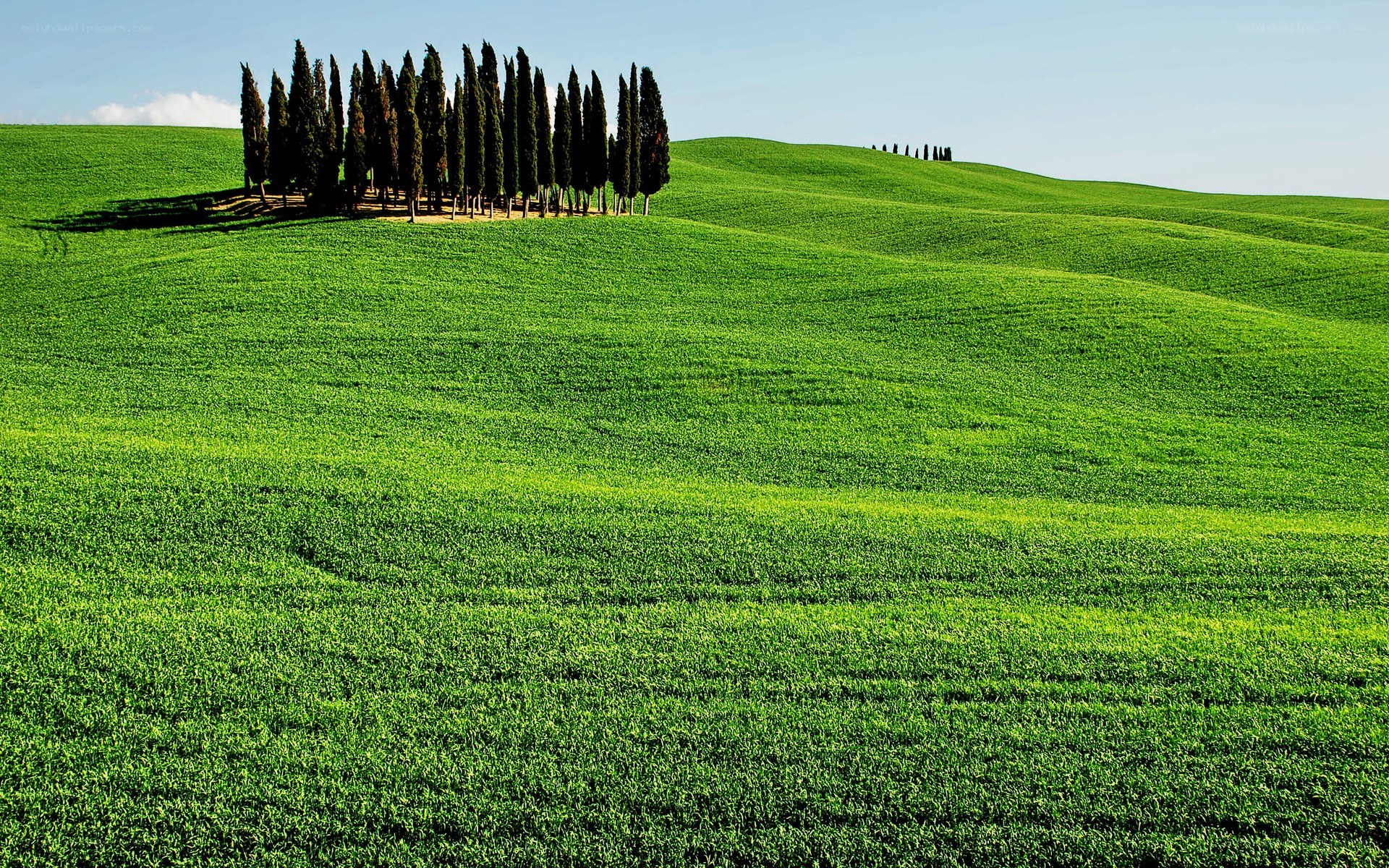 Green hills with cypress trees