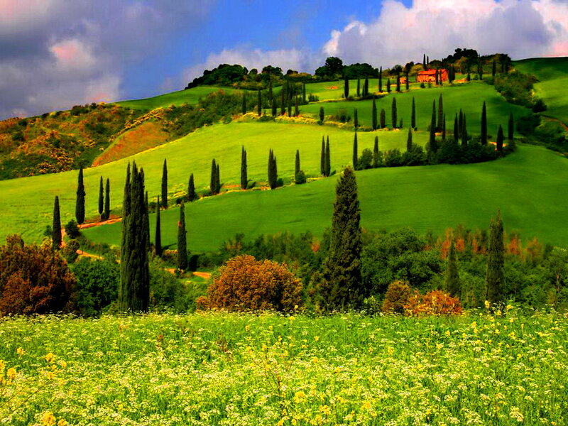 Green Hills with Cypress Trees — Serene