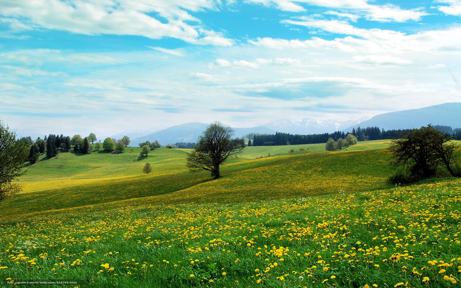 Green hills with dandelions