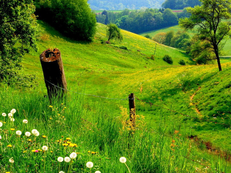 Green Hills with Dandelions — Serene
