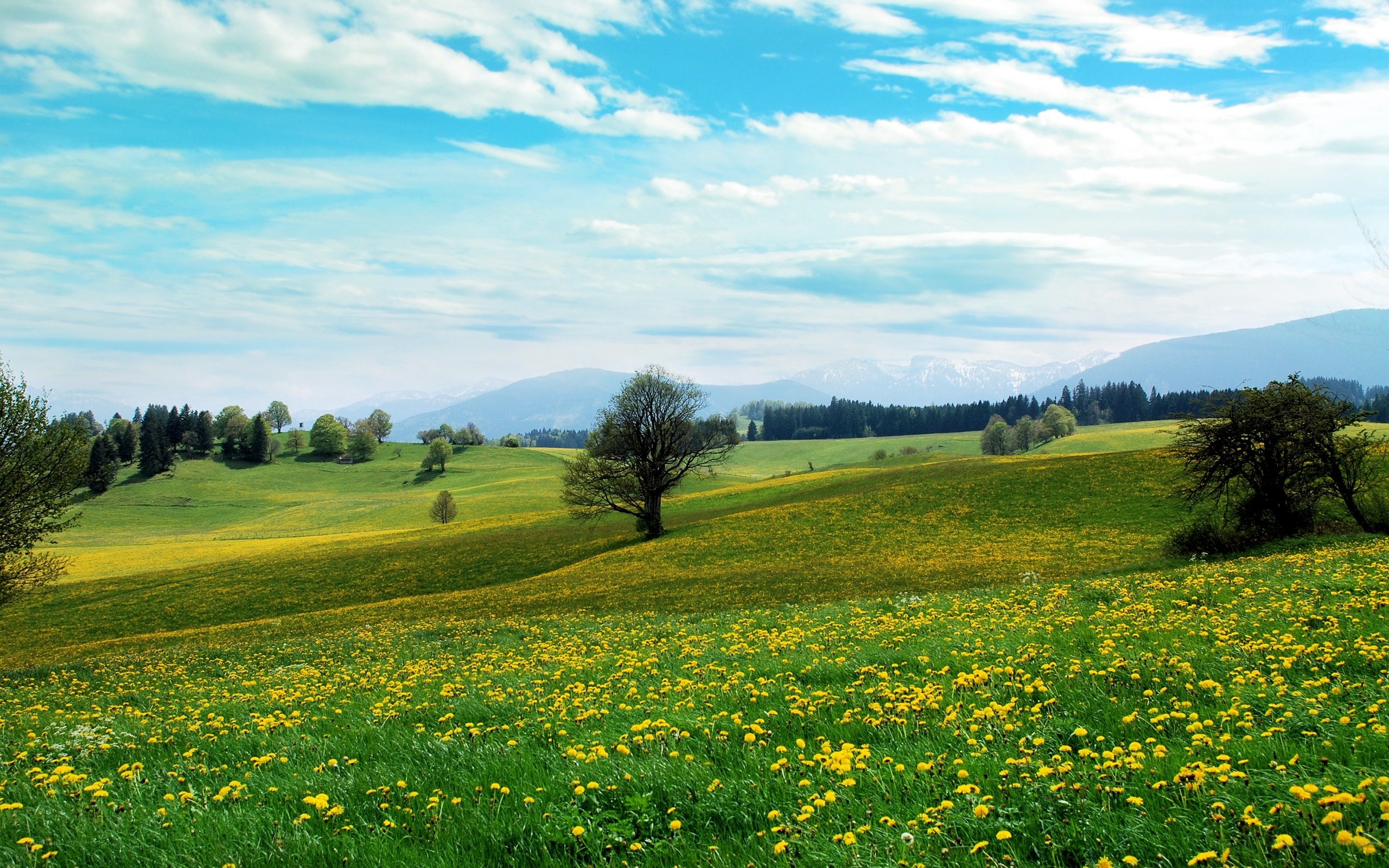 Green hills with dandelions