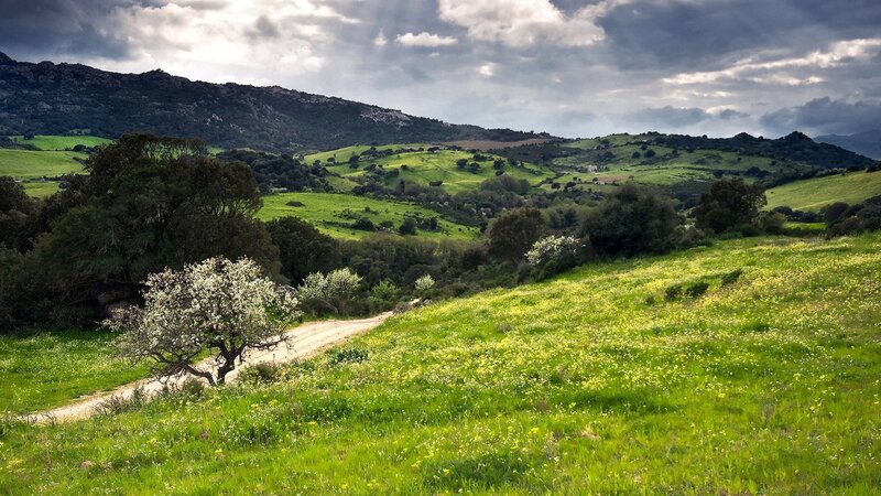 Green Hills with Dirt Road — Dramatic