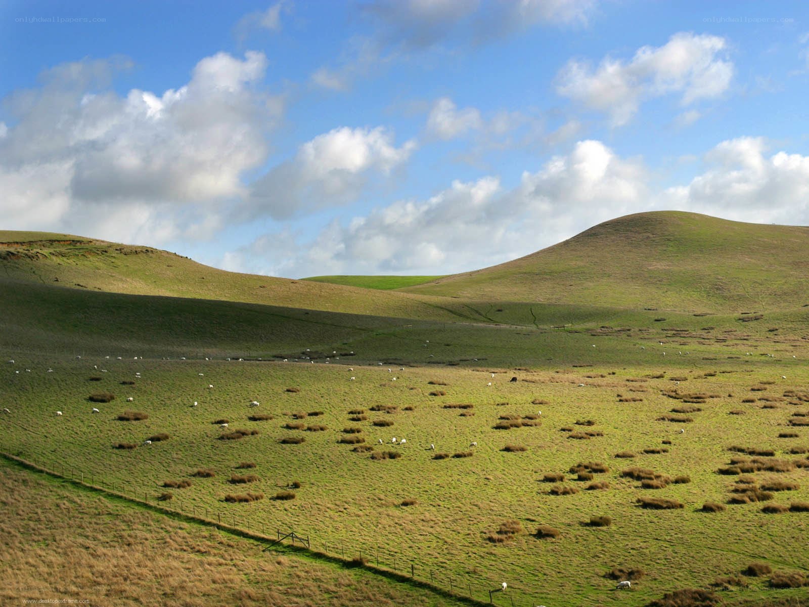 Green hills with grazing sheep