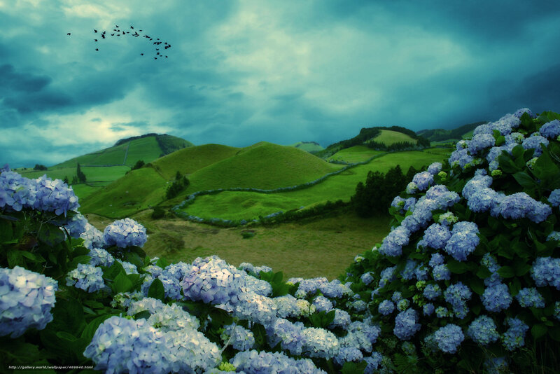 Green hills with hydrangeas