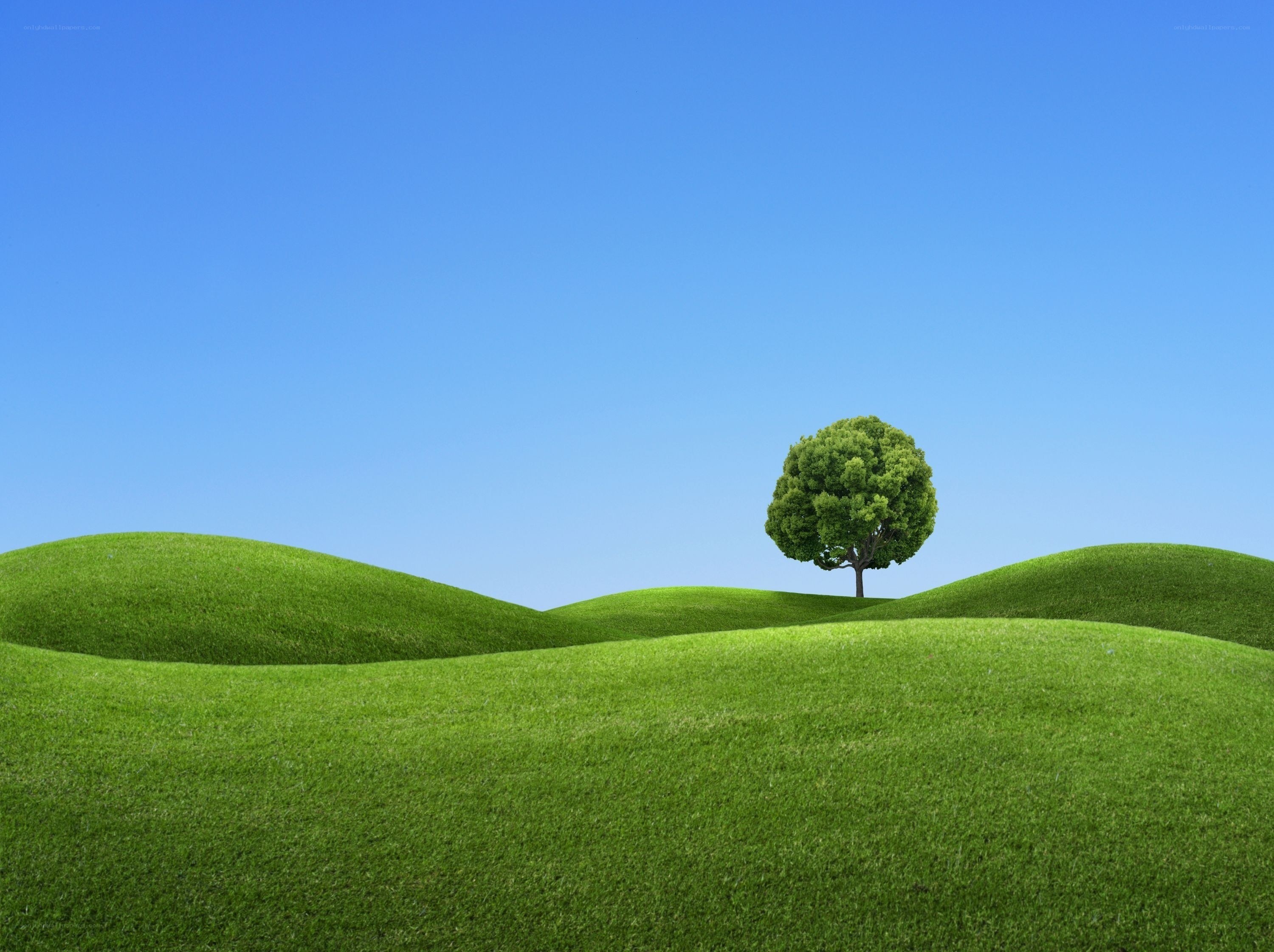 green hills with lone tree