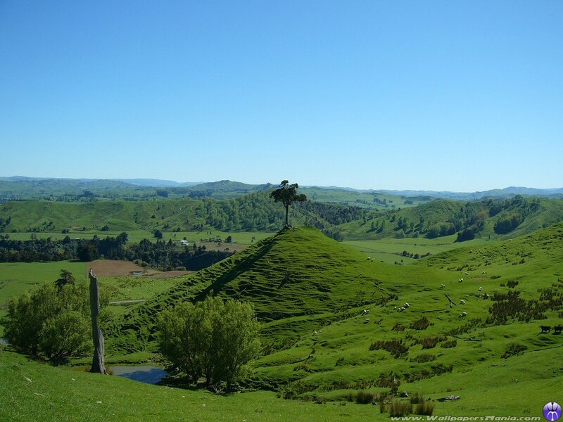 Green hills with lone tree