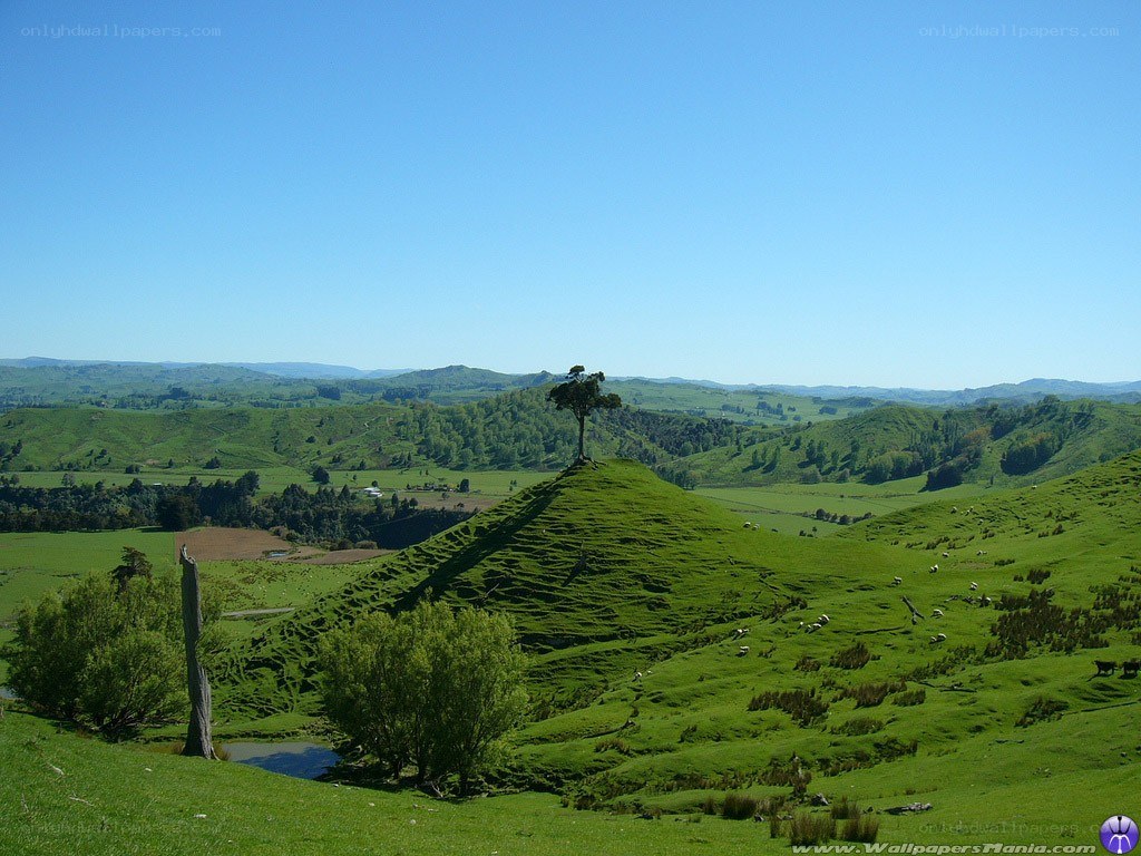 Green hills with lone tree