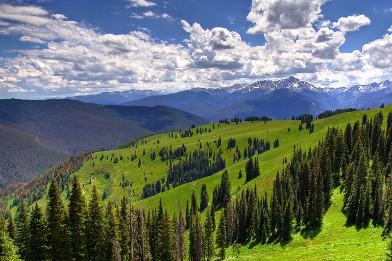 Green Hills with Pine Trees