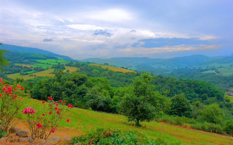 Green hills with pink flowers