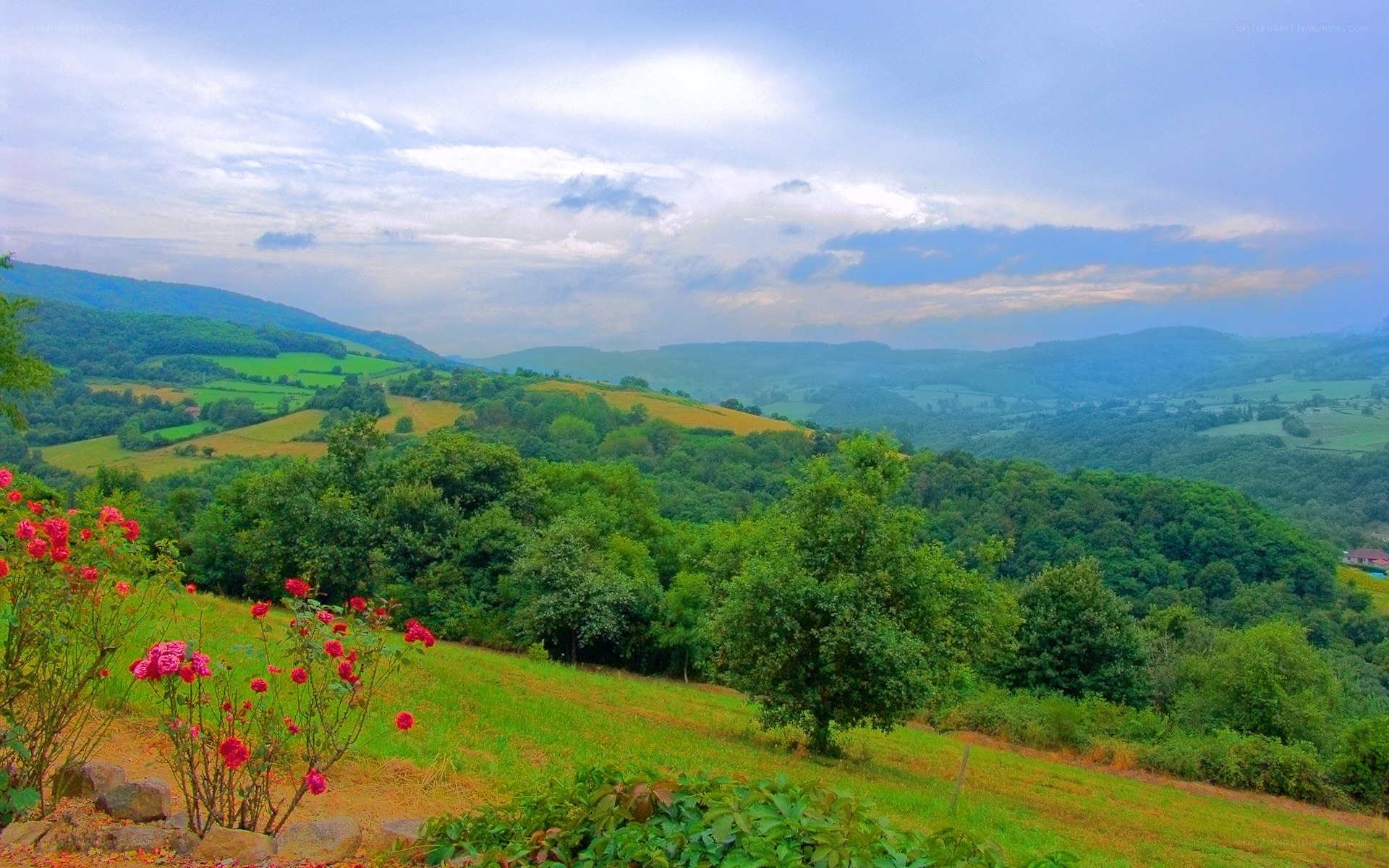 Green hills with pink flowers
