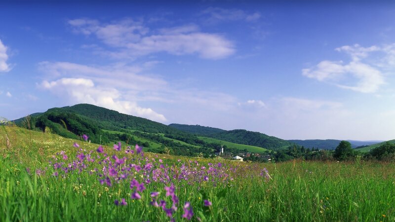 Green hills with purple flowers