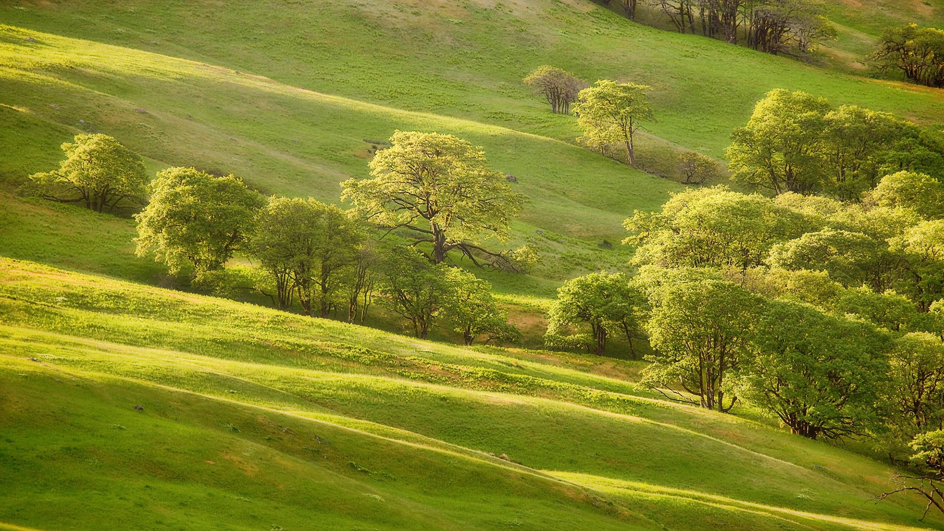 Green hills with scattered trees