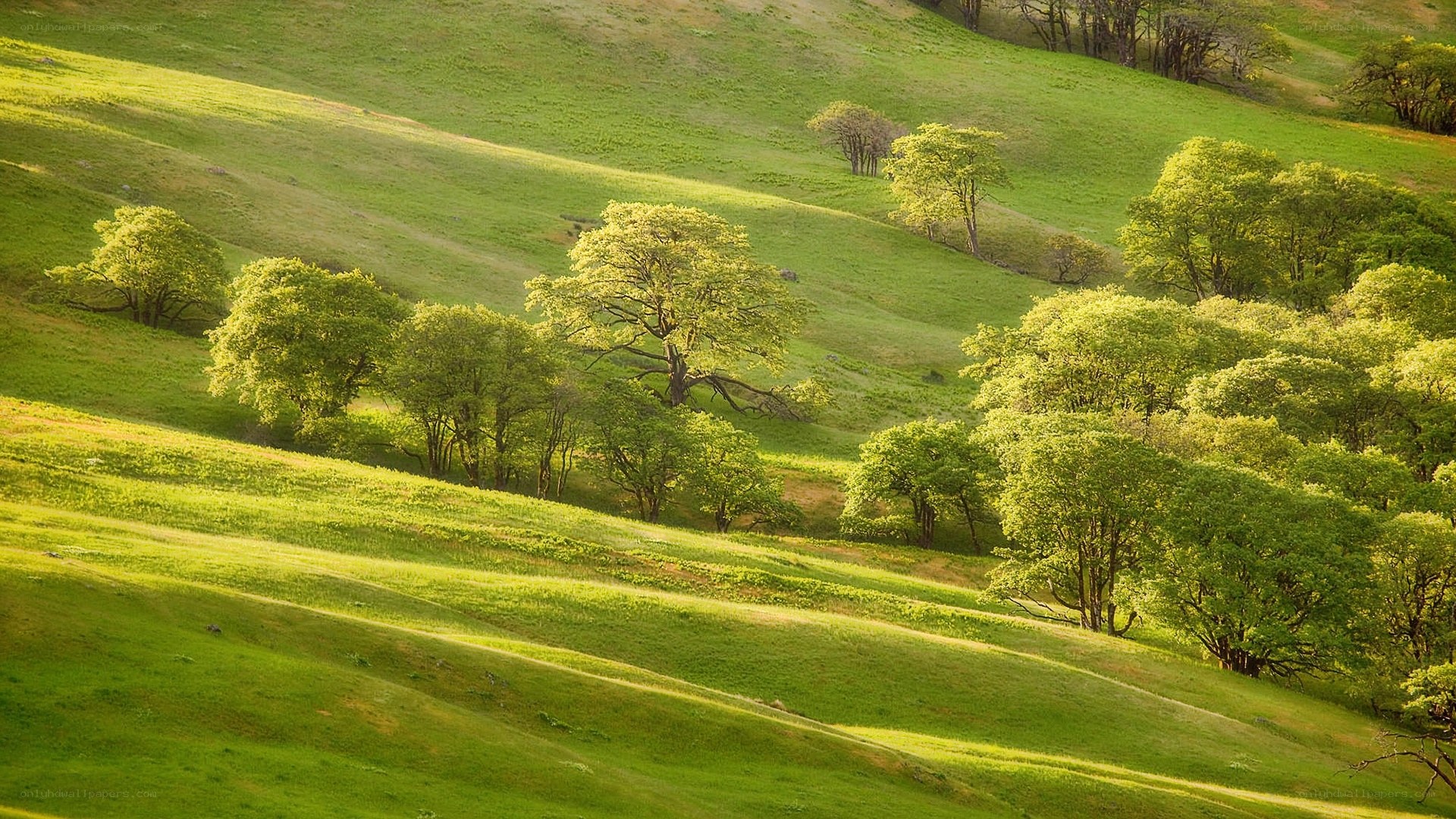 Green hills with scattered trees