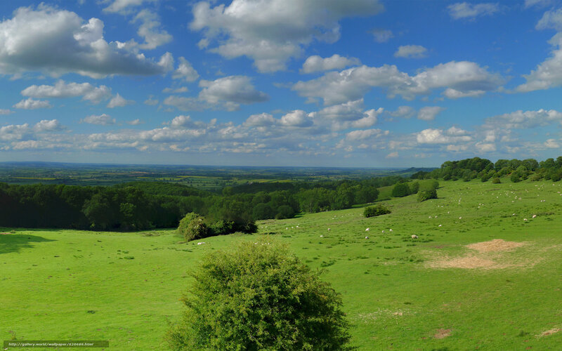 Green Hills with Sheep — Serene, Afternoon