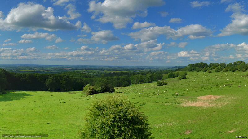 Green Hills with Sheep — Serene