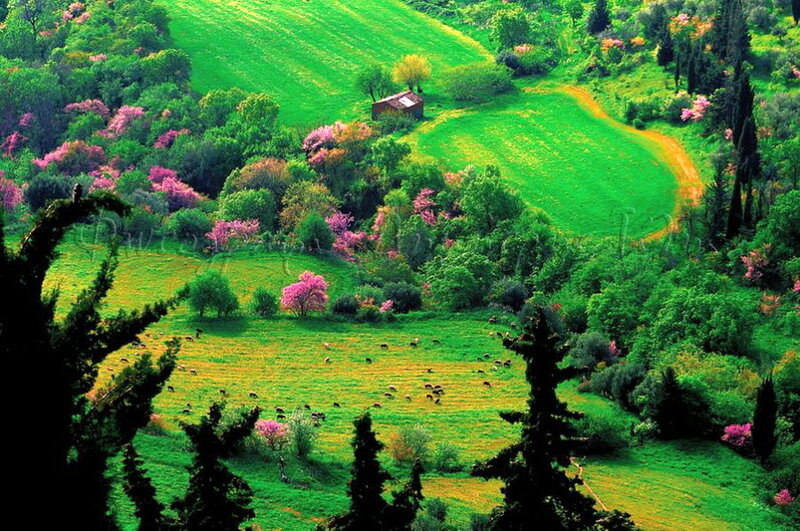 Green Hills with Sheep