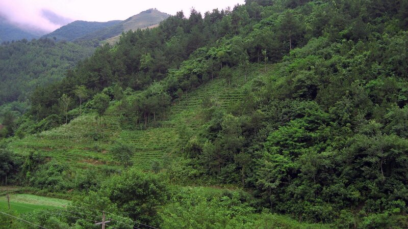 Green hills with terraced fields