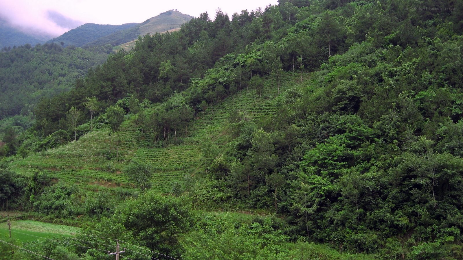 Green hills with terraced fields