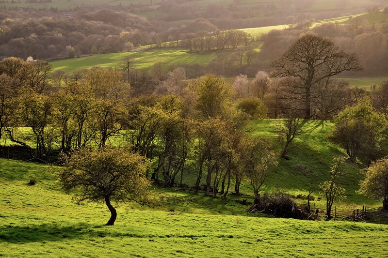 Green Hills with Trees — Serene, Morning, Photograph, Fences