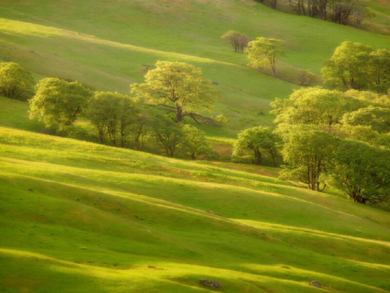 Green Hills with Trees — Serene, Sunlight