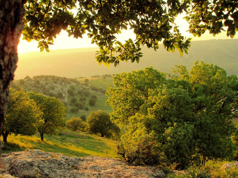 Green Hills with Trees — Serene, Sunset