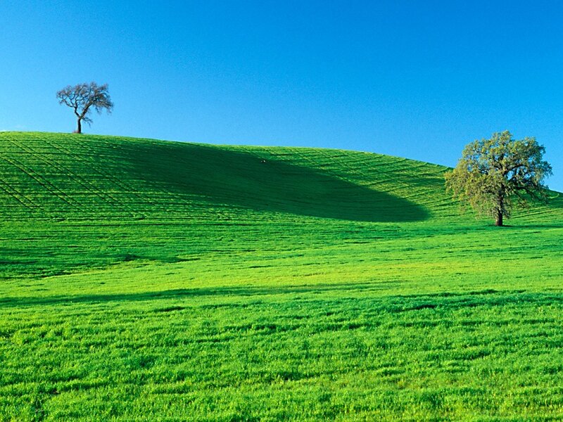 Green Hills with Two Trees — Serene