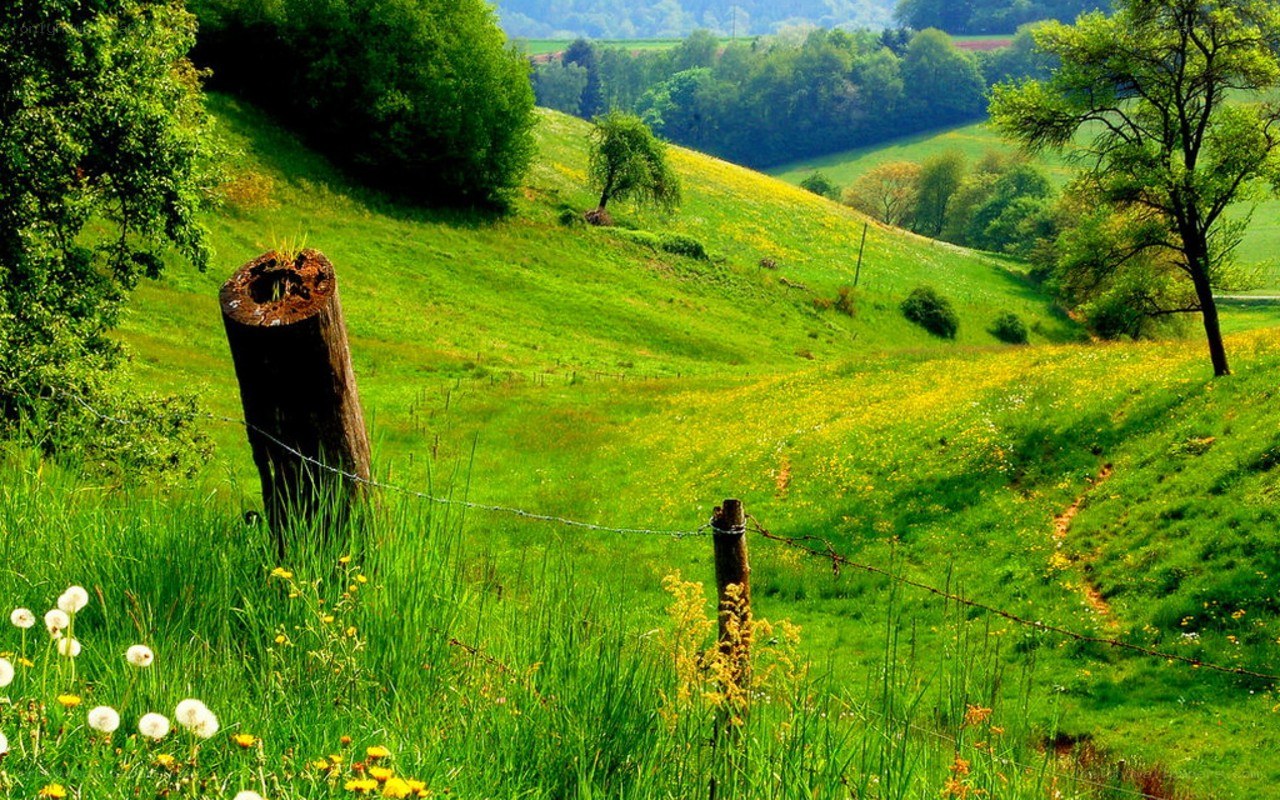 Green hills with wildflowers