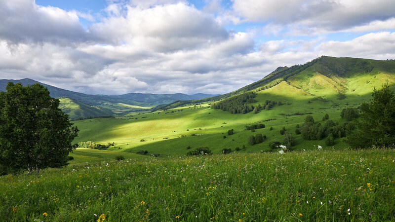 Green Hills with Wildflowers — Serene