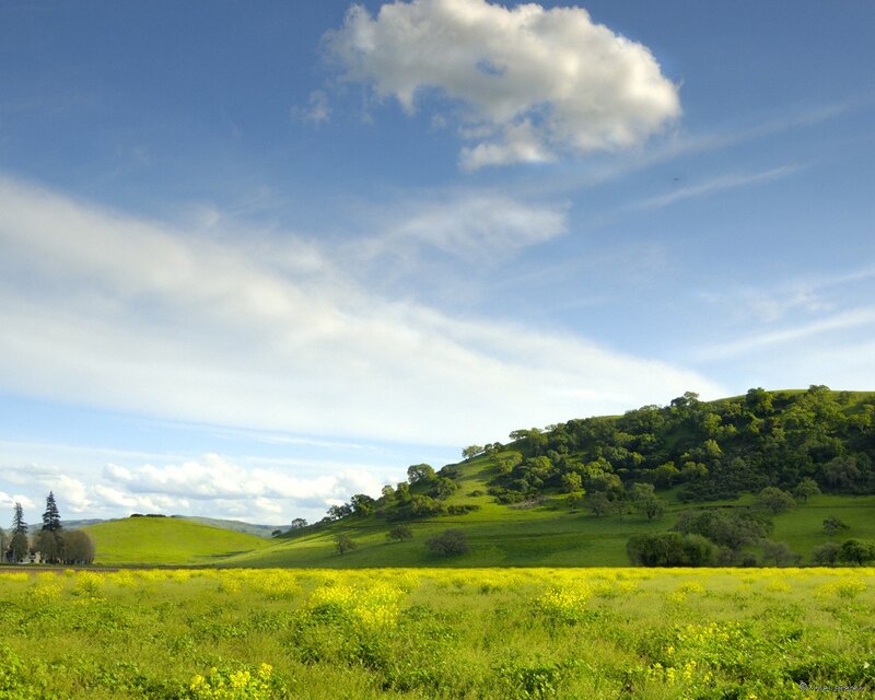 Green hills with yellow flowers