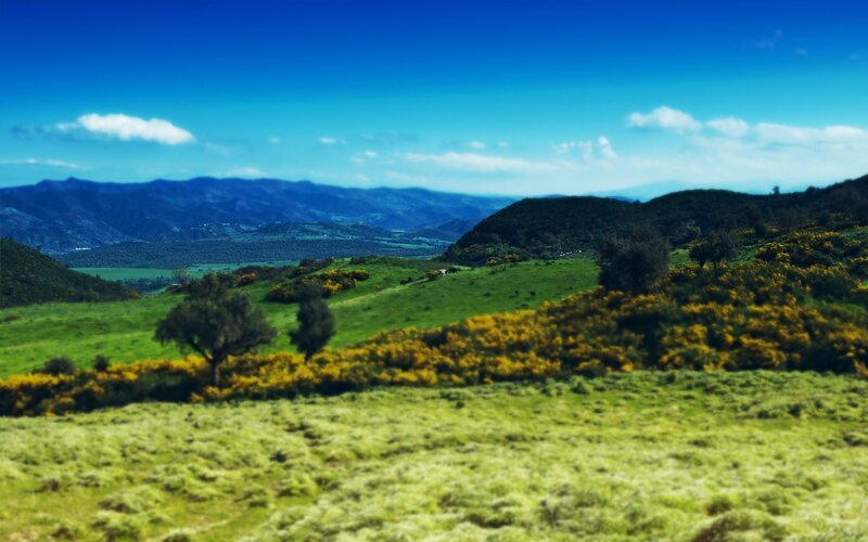Green Hills with Yellow Flowers — Blue