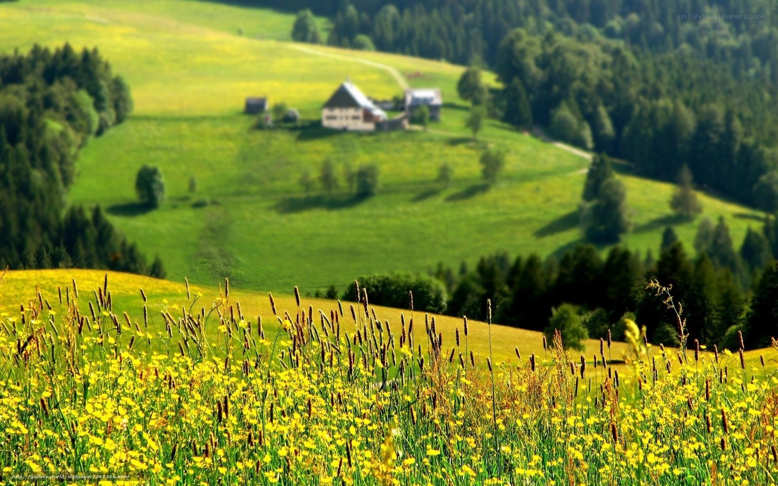 Green hills with yellow flowers