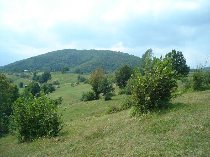 Green Hillside Landscape — Serene
