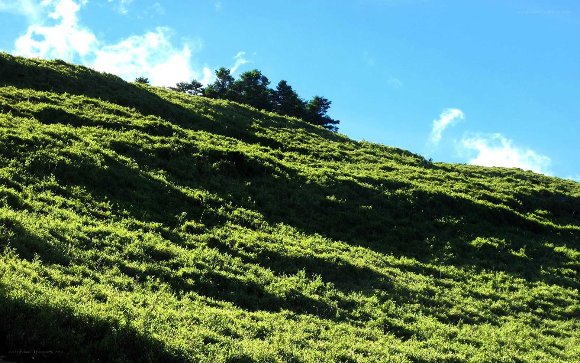 Green hillside under blue sky