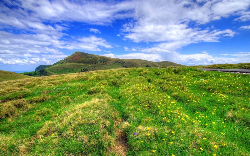 Green Hillside with Flowers — Serene