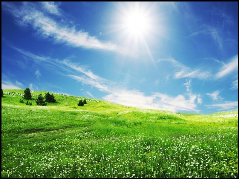 Green Hillside with Flowers