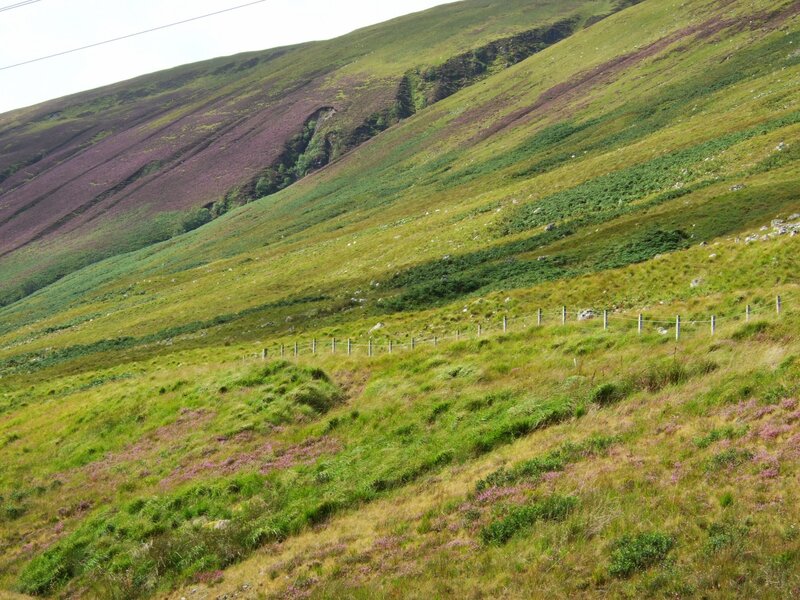 green hillside with purple heather
