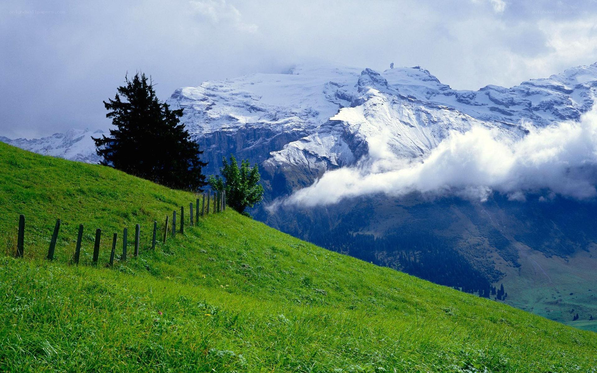 Green hillside with snow-capped mountains